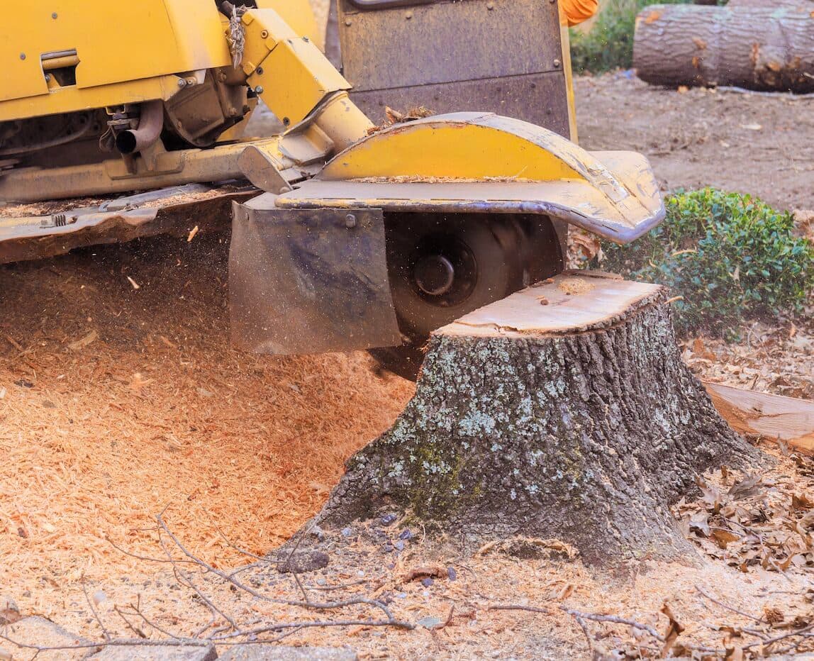 Before and after stump grinding showing clean removal below grade level