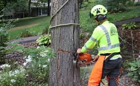 Tree cutting with chainsaw